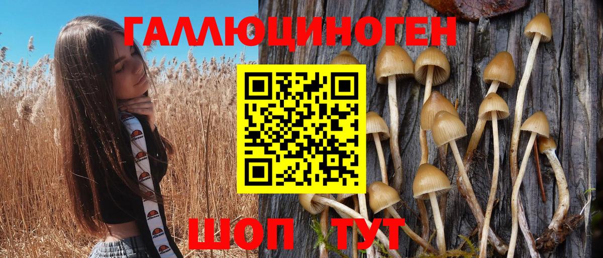 сколько стоит  Псилоцибиновые грибы GOLDEN TEACHER  Вход с VPN  Курчалой  Галлюциногенные грибы Psilocybe 
